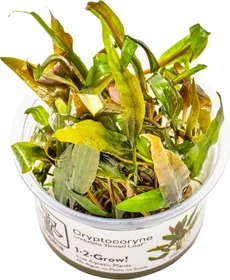 Tropica Wasserpflanze In-Vitro 1-2-Grow! Cryptocoryne Undulatus Red