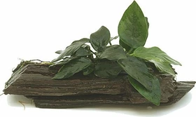 Tropica Anubias barteri var. nana auf Wurzel - small 101 YWS