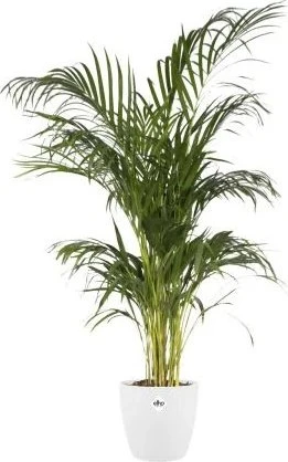 Elho Brussels rund Blumentopf