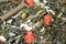 JR Farm Grainless Herbs Zwergkaninchen, 400g Vorschaubild