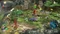 Pikmin 3 - Deluxe (Switch) Vorschaubild