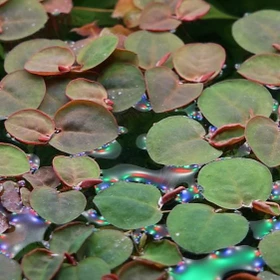 Tropica Phyllanthus fluitans, Schwimmende Wolfsmilch ohne Schnecken