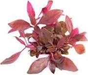 Dennerle Wasserpflanze In-Vitro A06 Alternanthera Reineckii Lila