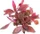 Dennerle Wasserpflanze In-Vitro A06 Alternanthera Reineckii Lila (30054)