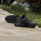 adidas Terrex Rockadia core black/carbon (Herren) Vorschaubild