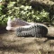 adidas Terrex Voyager 21 Travel silver dawn/preloved fig/almost pink (Damen) Vorschaubild