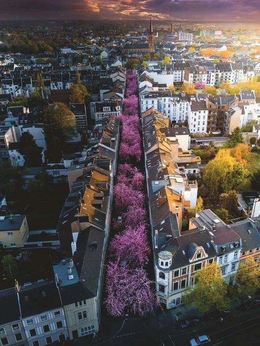 Ravensburger Puzzle Blühendes Bonn