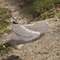adidas Terrex Free Hiker 2.0 wonder beige/alumina (Damen) Vorschaubild