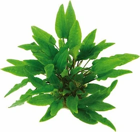 Dennerle Grüner Wasserkelch Cryptocoryne wendtii Grün getopft