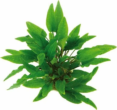 Dennerle Grüner Wasserkelch Cryptocoryne wendtii Grün getopft