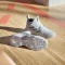adidas Crazyflight Mid cloud white/silver metallic/grey one (Damen) Vorschaubild