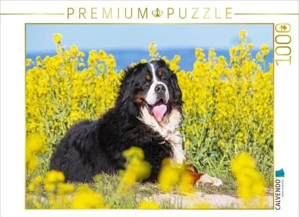 Calvendo Berner Sennenhund auf dem Weg durch die Rapsfelder