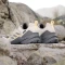 adidas Terrex Swift R3 GTX wonder beige/charcoal/semi spark (Herren) Vorschaubild