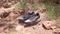 adidas Terrex Agravic Flow GTX 2.0 preloved fig/silverdawn/semi green spark (Damen) Vorschaubild