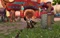 World of WarCraft - Mists of Pandaria (Add-on) (MMOG) (PC) Vorschaubild