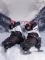K2 Alexis Ice Figure Blade Eiskunstlaufschuhe (Damen) Vorschaubild