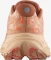 Salomon Aero Glide 2 spice route/peach quartz/fresh salmon (Damen) Vorschaubild