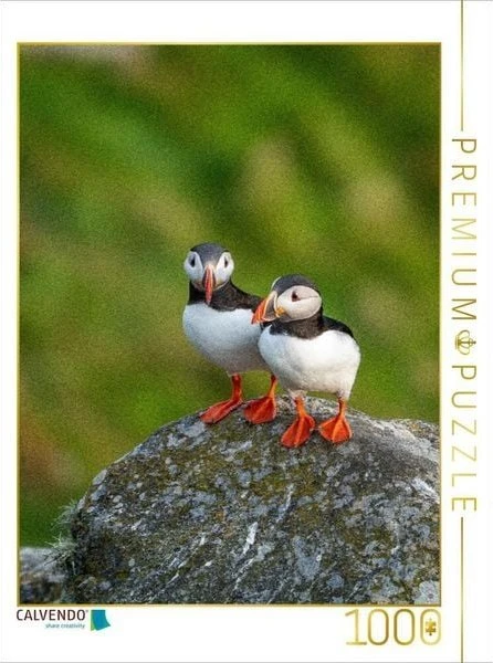 Calvendo Ein Motiv aus dem Kalender Naturerlebnis Puffin