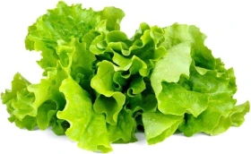 Emsa Click & Grow Substratkapseln Kopfsalat, 3 Stück