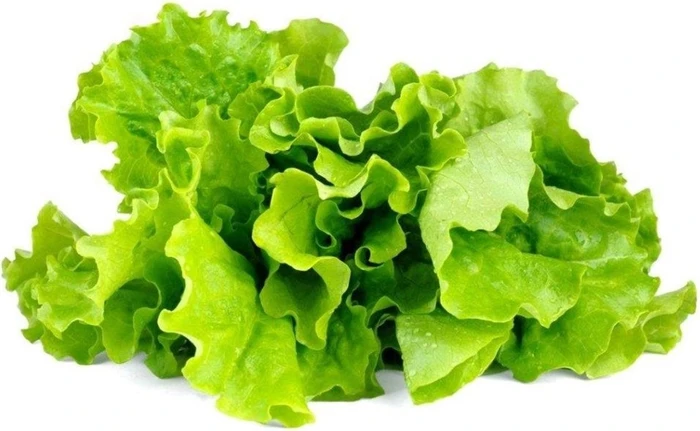 Emsa Click & Grow Substratkapseln Kopfsalat, 3 Stück
