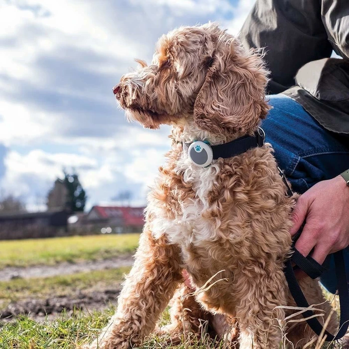 Sure Petcare Animo, Verhaltens- und Aktivitäts-Tracker für Hunde