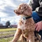 Sure Petcare Animo, Verhaltens- und Aktivitäts-Tracker für Hunde Vorschaubild