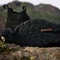adidas Terrex Free Hiker 2.0 GTX core black/grey four (Herren) Vorschaubild