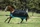 Horseware Amigo Mio, Weidendecke, türkis/schwarz