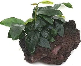 Tropica Anubias barteri var. nana auf Lavastein - small 101 YLS