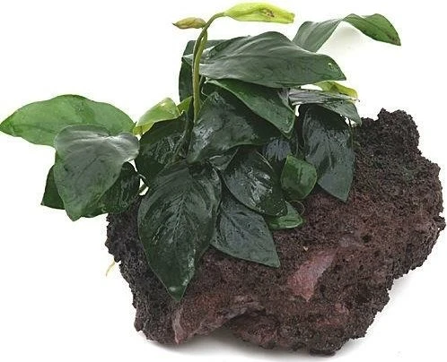Tropica Anubias barteri var. nana auf Lavastein - small 101 YLS