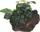 Tropica Anubias barteri var. nana auf Lavastein - small 101 YLS