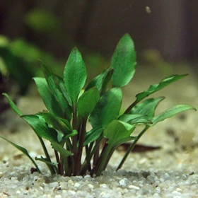 Dennerle Cryptocoryne lutea Hobbit Zwerglutea Dennerle
