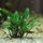 Dennerle Cryptocoryne lutea Hobbit Zwerglutea Dennerle