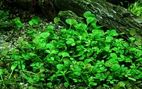 Tropica Wasserpflanze In-Vitro 1-2-Grow! Marsilea Hirsuta