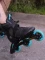 K2 Trio LT 100 Inline-Skate (Herren) (Modell 2025) Vorschaubild