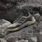 adidas Terrex Eastrail 2.0 Rain.RDY wonder beige/grey six/bronze strata (Herren) Vorschaubild