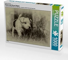 Calvendo Ein Motiv aus dem Kalender Parson Jack Russel Welpen