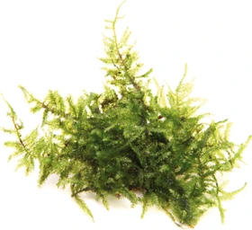 Dennerle Wasserpflanze In-Vitro T61 Vesicularia Montagnei