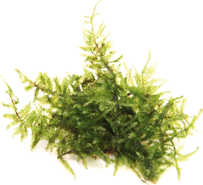 Dennerle Wasserpflanze In-Vitro T61 Vesicularia Montagnei
