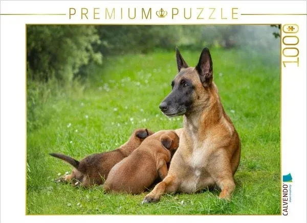 Calvendo Ein Motiv aus dem Kalender Traumhund Malinois