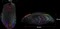A4Tech Bloody J95 2-Fire RGB Animation Gaming Mouse schwarz, USB Vorschaubild