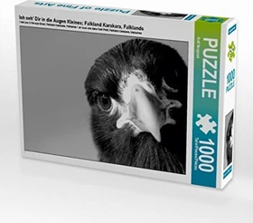 Calvendo Ich seh' Dir in die Augen Kleines; Falkland Karakara, Falklands