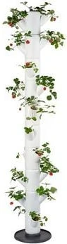 Gusta Garden Sissi Strawberry Infinity Erdbeerbaum Rankhilfe weiß