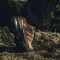 adidas Terrex Skychaser AX5 Gore-Tex trace brown/earth strata/semi impact orange (Damen) Vorschaubild