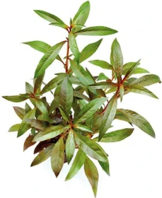 Dennerle Rote Sternludwigie - Ludwigia glandulosa - Dennerle