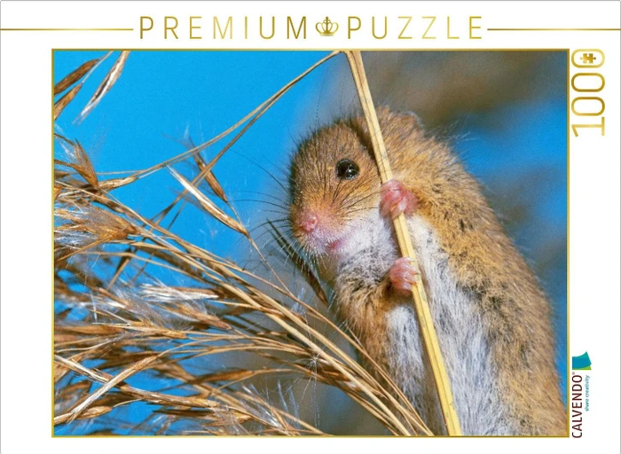 Calvendo Neugierige Zwergmaus auf einem Pflanzenstengel