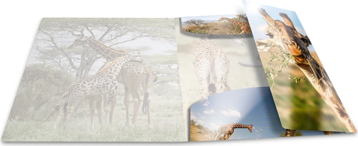 Herma Glossy Tiere Sammelmappe, A4, Giraffe