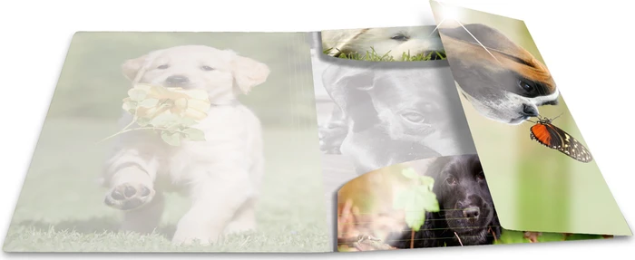 Herma Glossy Tiere Sammelmappe, A3, Hunde