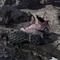 adidas Terrex Skychaser Mid GTX burgundy/preloved fig/grey two (Damen) Vorschaubild