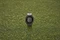 Garmin Approach S12 2022 Edition slate grey Vorschaubild